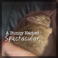 A Bunny Named Spectacular